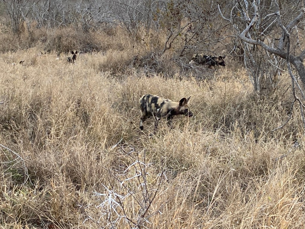 Big 5 Game Drive close to&nbsp;Hoedspruit