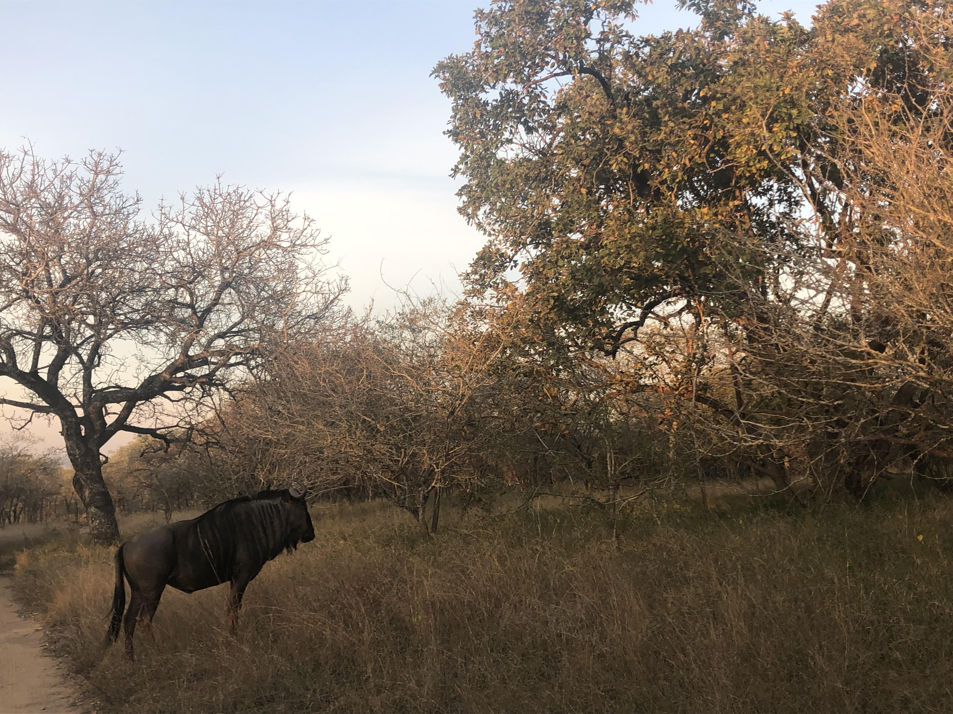 Gnu (Wildebees) “Wake Up Call” while on Bush Walk close to Kruger Park