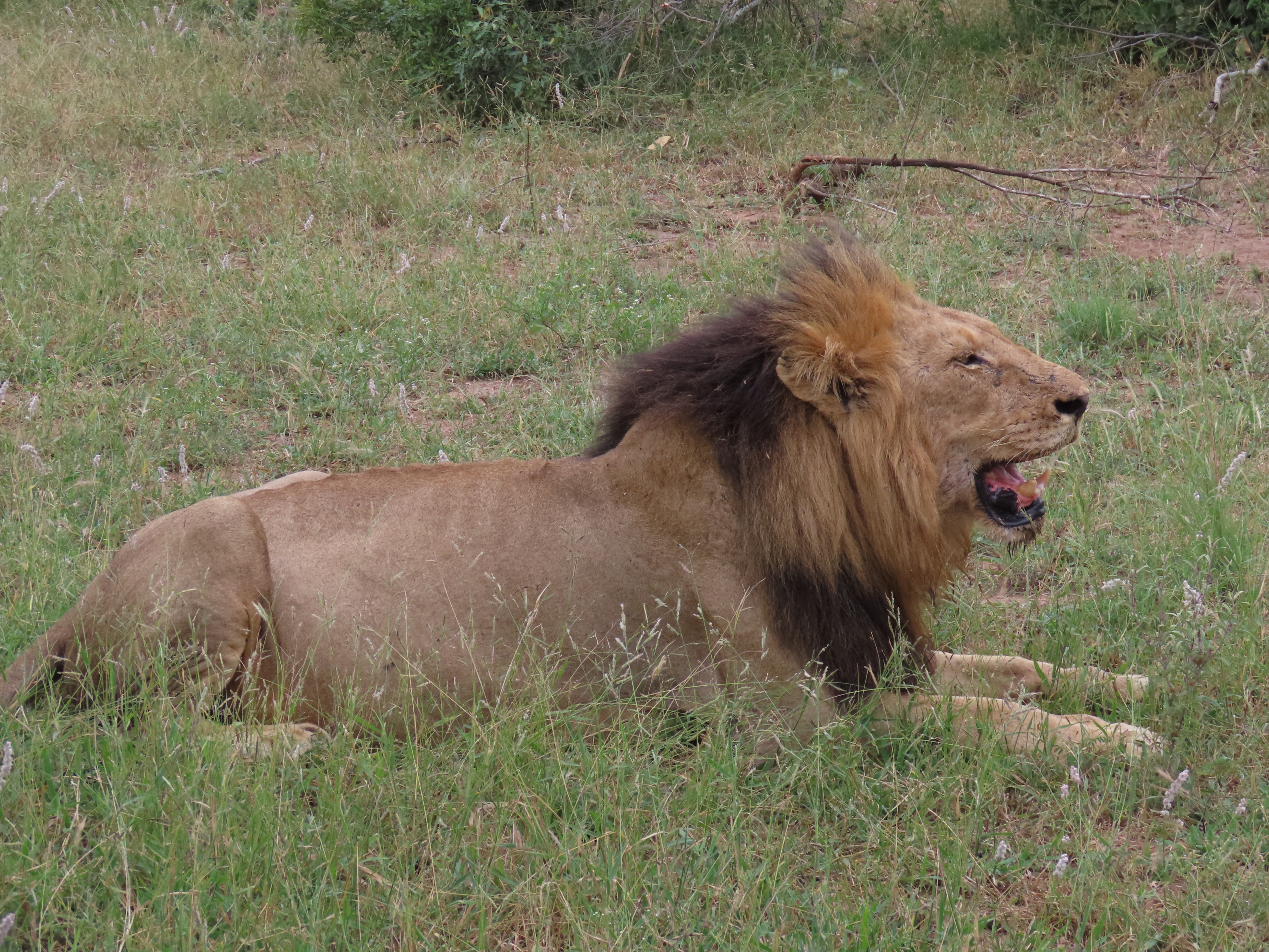 Lions Roaring on a Big 5 Game Reserve Game Drive