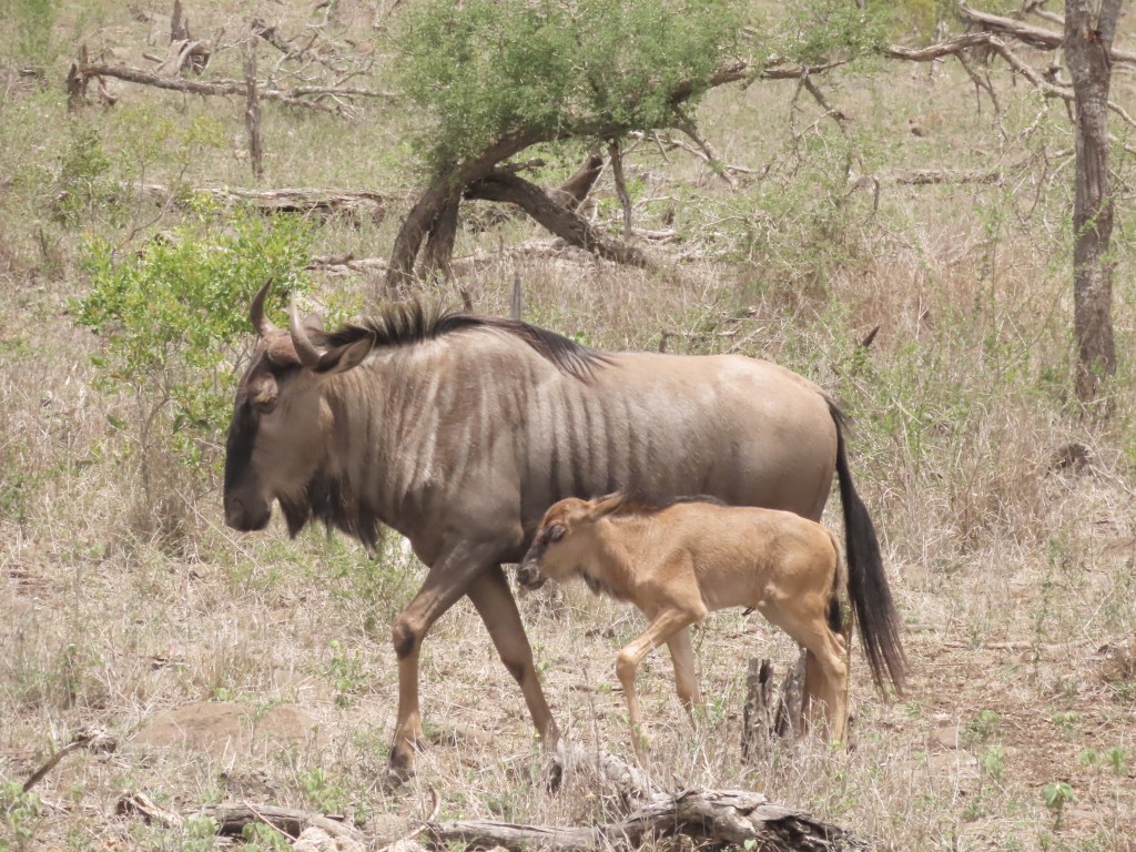 Short Drives/Safaris to the Kruger from Sunset Game&nbsp;Lodge