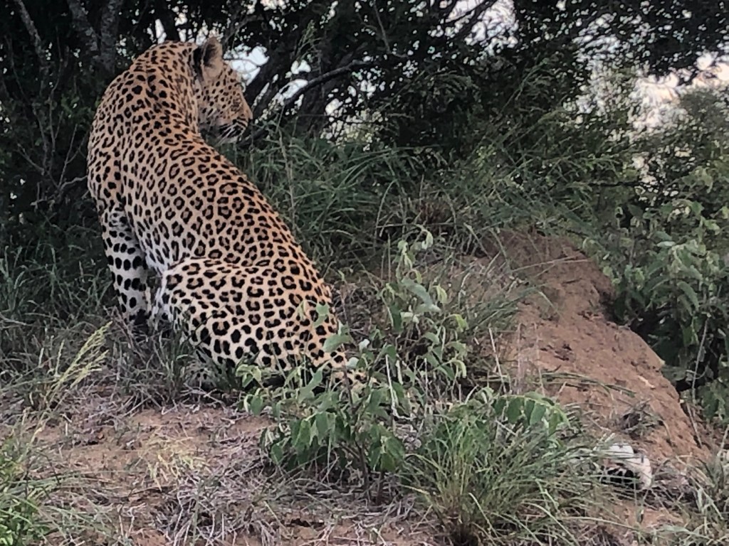 Simone and Paula’s Kruger Safari Holiday at Sunset Lodge &&nbsp;Safaris
