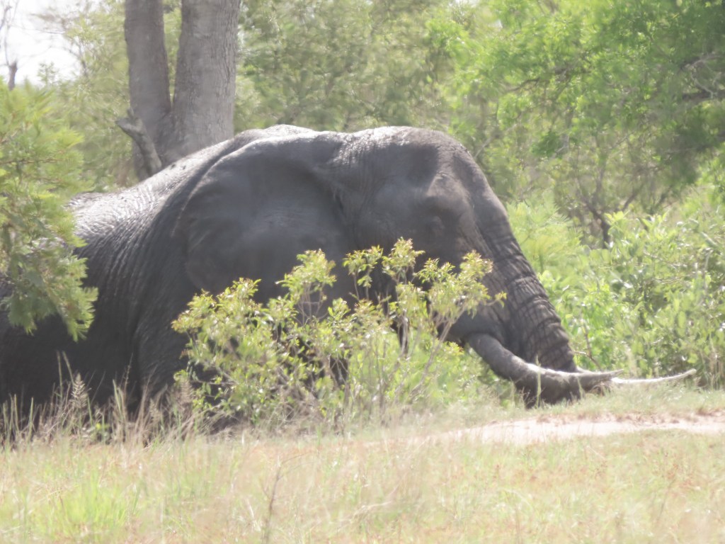 Join us for a Full Day on a Kruger Park&nbsp;Safari
