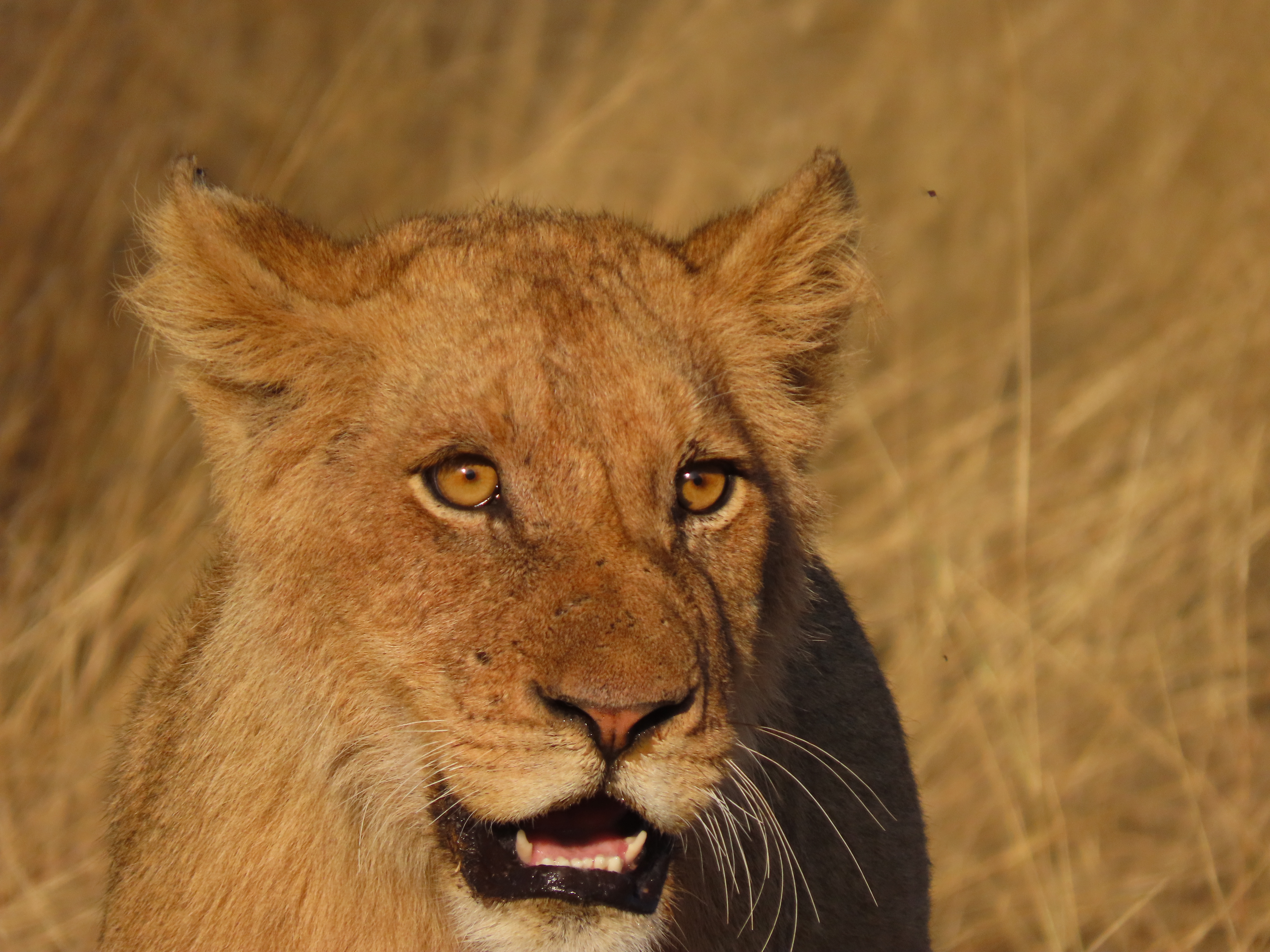 The Realistic African Safari and what you can expect. Part 1