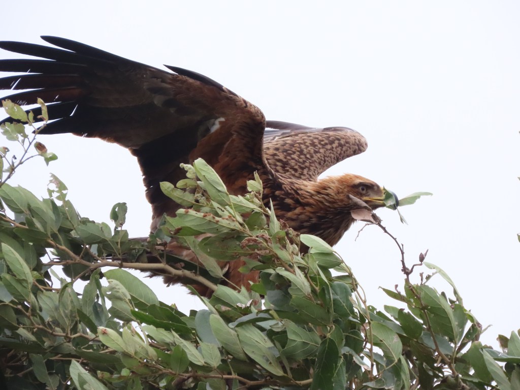 Unforgettable Kruger Day Safari: A Journey of Wildlife&nbsp;Wonders