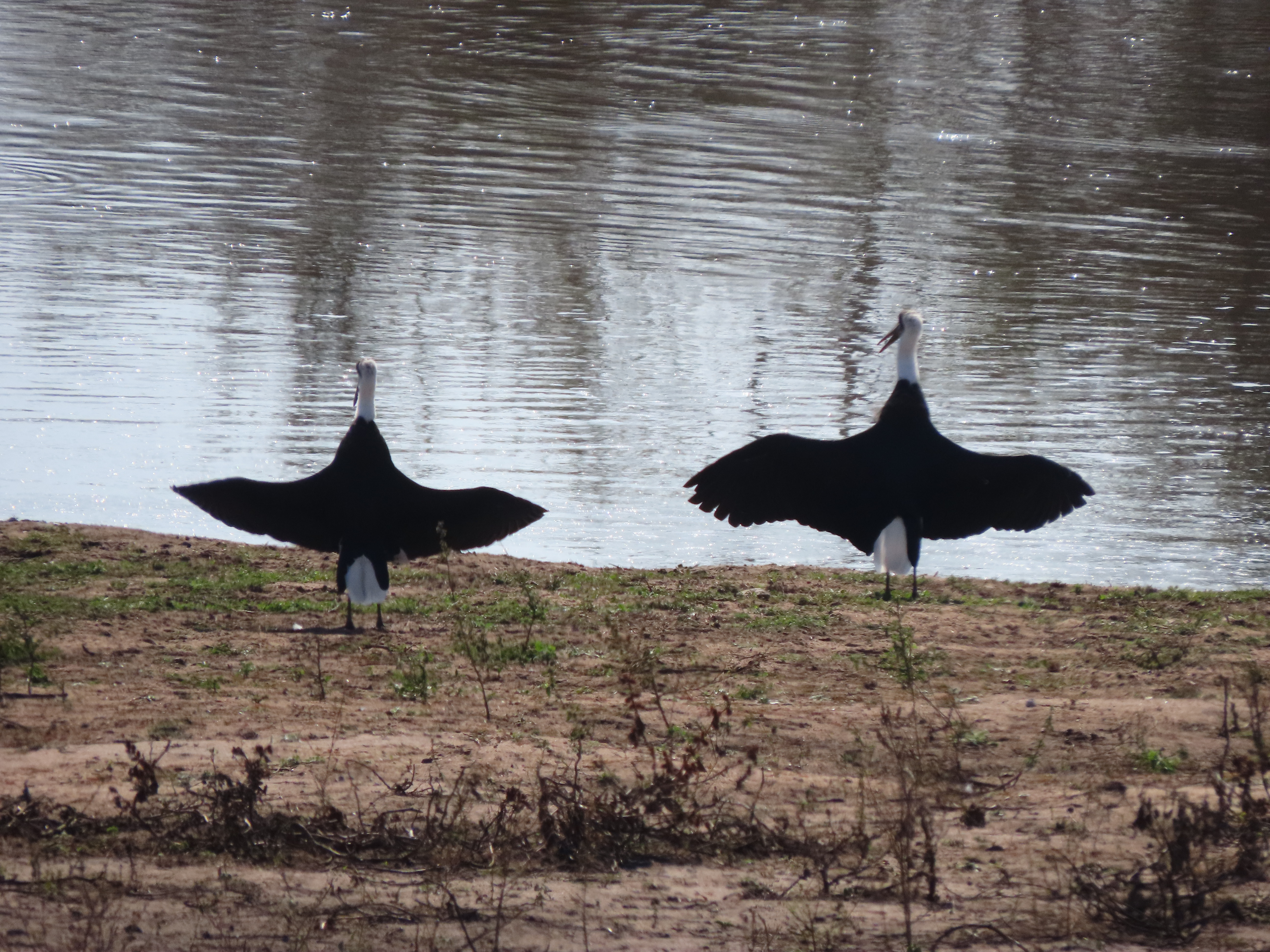 Bucket list moments on our Kruger Safari with guests!