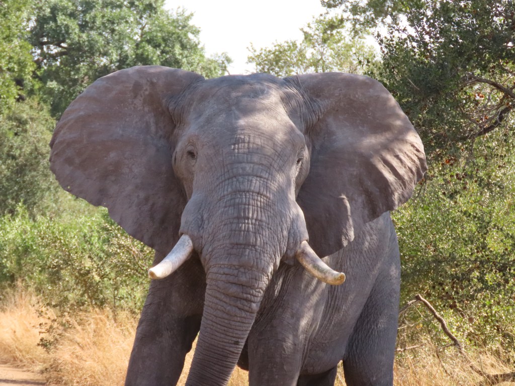 male elephant,kruger national park,full day kruger experience