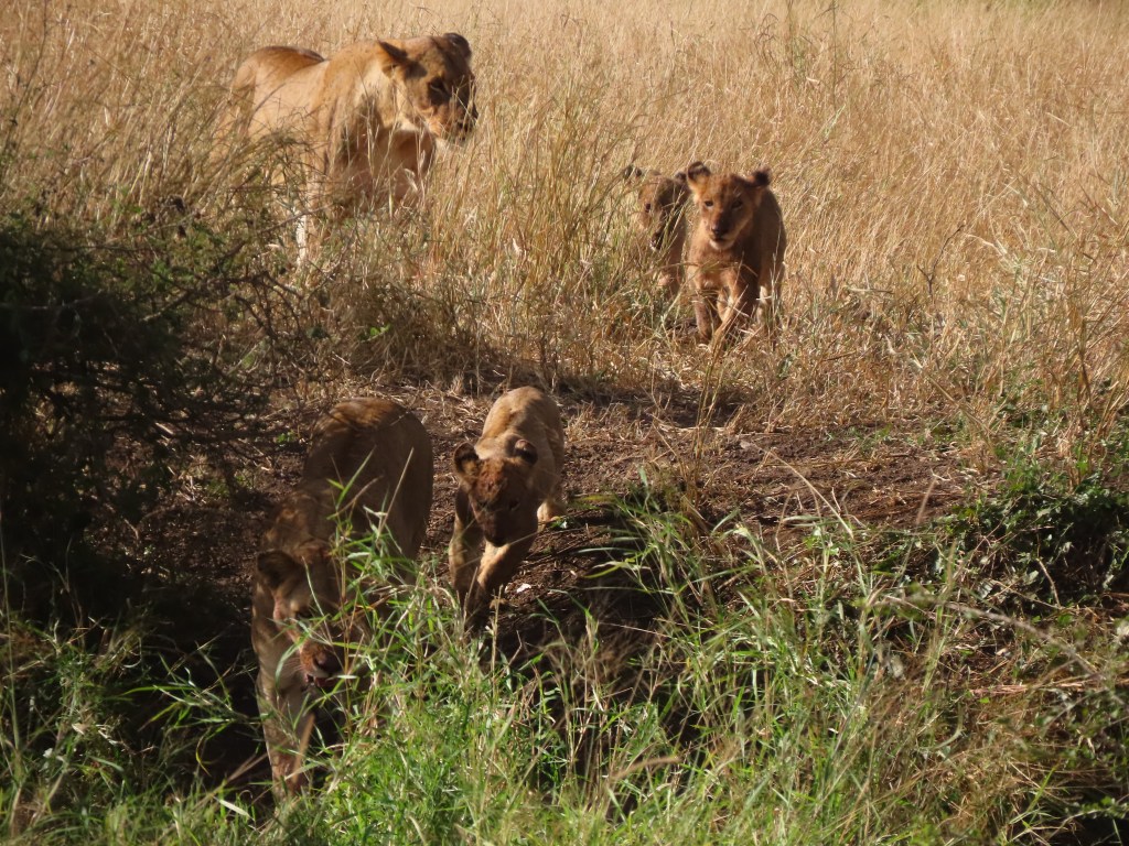 kruger lions,lion cubs,kruger national park,sunset lodge and safaris