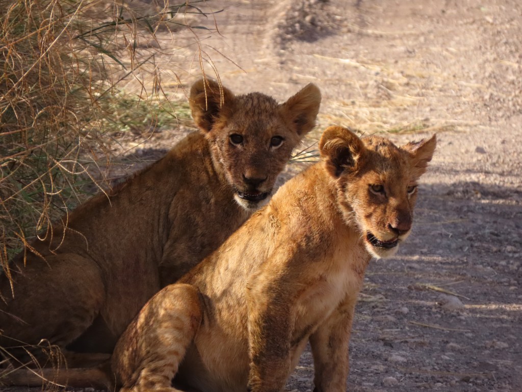 sunset lodge and safaris near orpen gate,kruger full day safaris