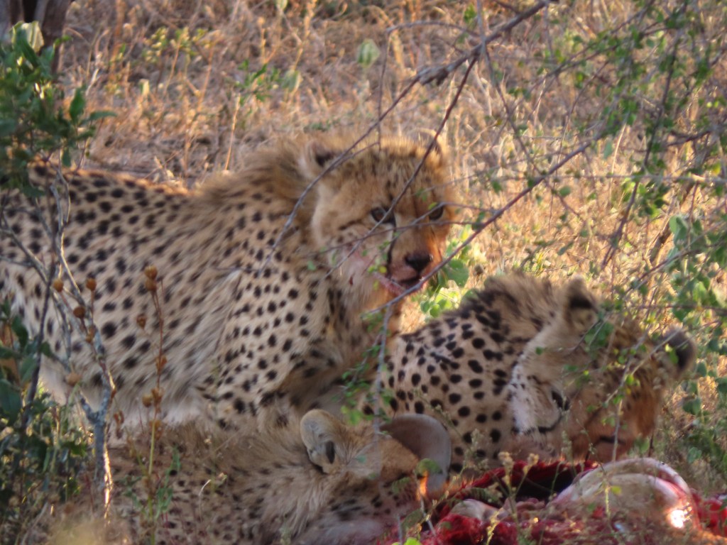 sunset lodge and safaris,greater kruger park,full day safaris