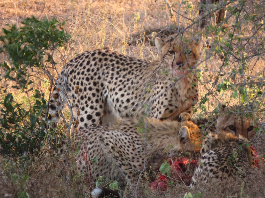 kruger cheetahs,kruger safari,full day kruger safari,sunset lodge and safaris kruger park
