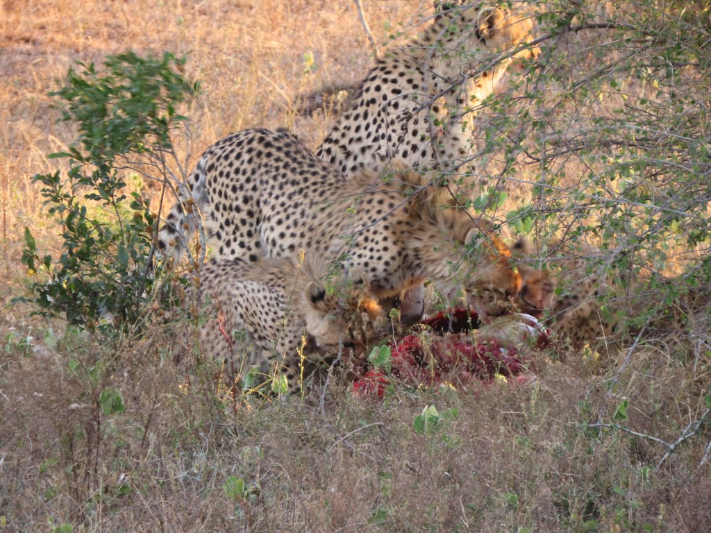 sunset lodge and safaris,greater kruger park,full day safaris