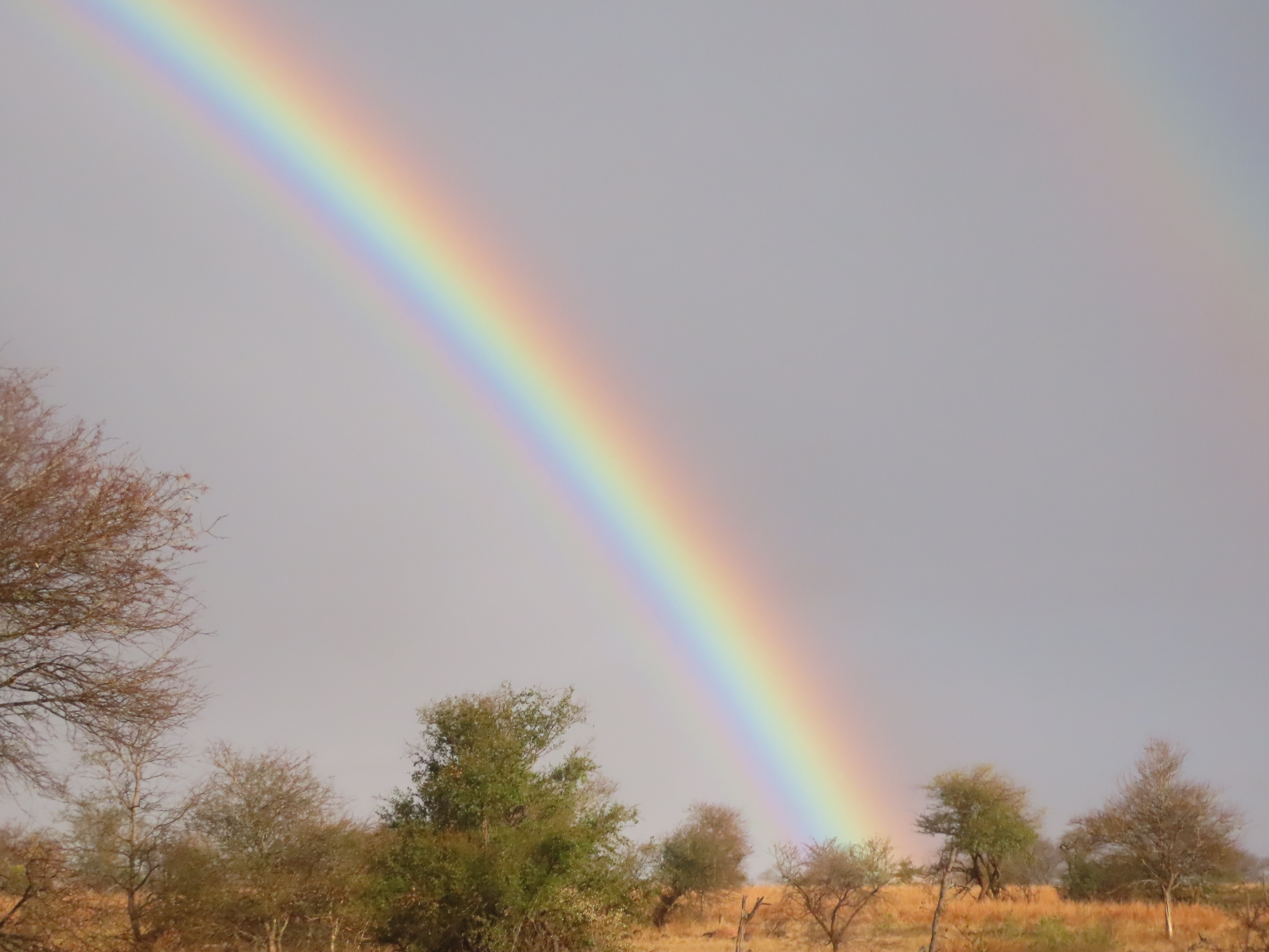 “Rainbows, Wild Dogs & Wonder: A Kruger Safari to Remember”