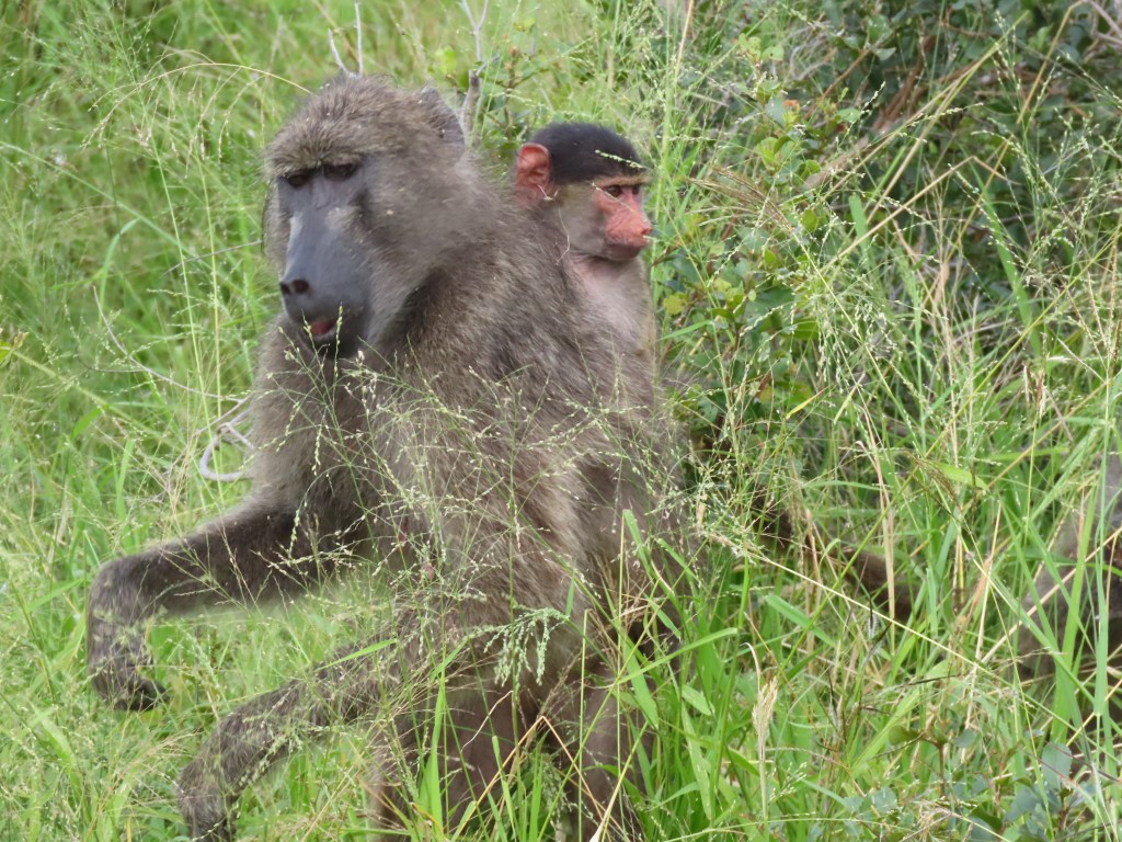 Baboons of the Kruger