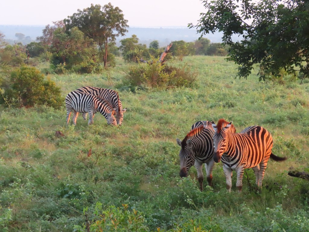 A group of zebras grazing in a lush green field with trees in the background during sunrise.