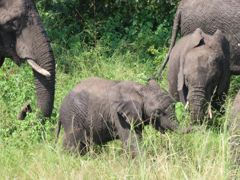 A small elephant calf standing in tall grass, surrounded by larger elephants, in a lush green environment.