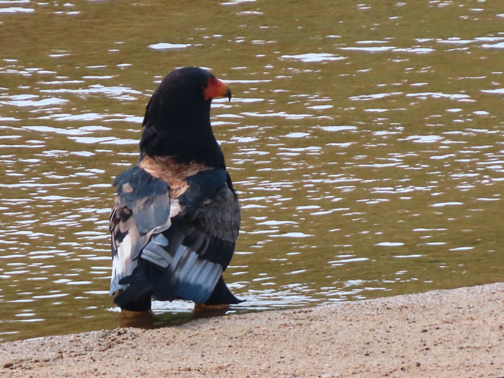 A bird standing on the shoreline near water, facing away from the viewer, featuring a dark head and a colourful beak.