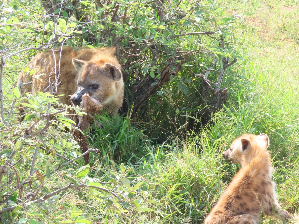 Two hyenas resting near a bush in a grassy area, with one hyena holding a piece of meat.