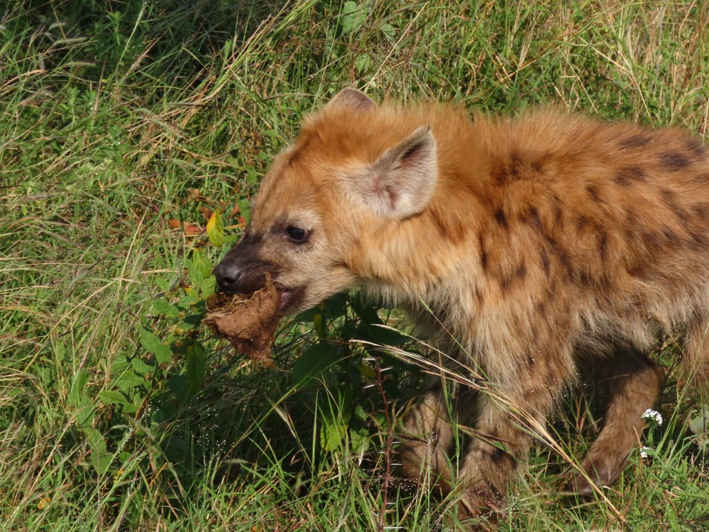 A hyena standing in grass, holding a piece of dung in its mouth.