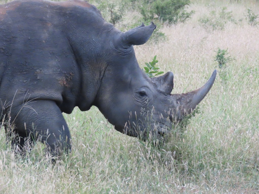 A close-up of a rhinoceros grazing in tall grass, showcasing its distinctive horn and textured skin.