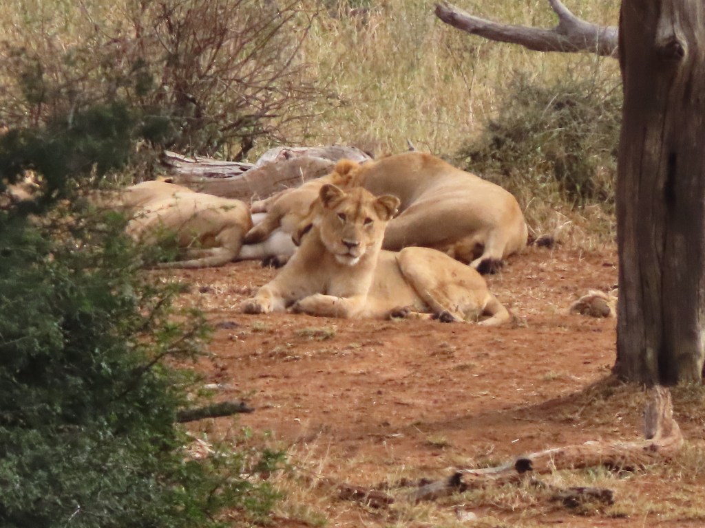 A pride of lions resting on the ground in a natural setting, with one lioness in the foreground looking directly at the camera.