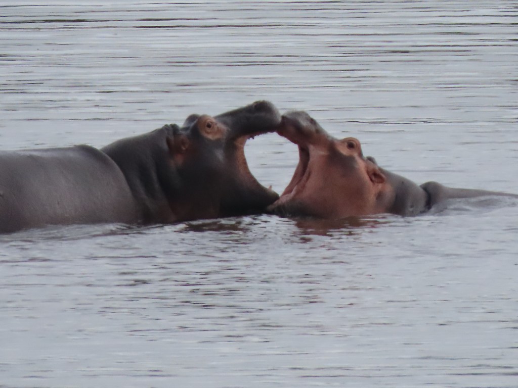 Two hippos playfully interacting in the water, with their mouths open as they engage with each other.
