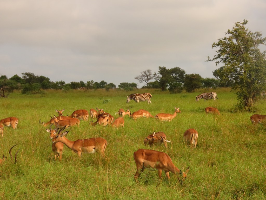 A herd of antelopes grazing in a grassy field with a pair of zebras in the background.